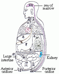 中醫臟腑、髓海、脊髓、腎臟、大腸、前後二陰圖像 