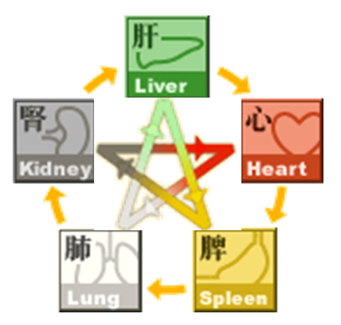 Five organs cycle