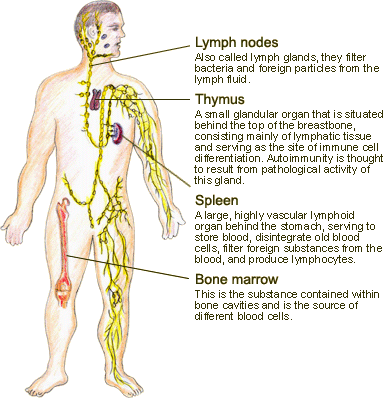 The immune organs of the body