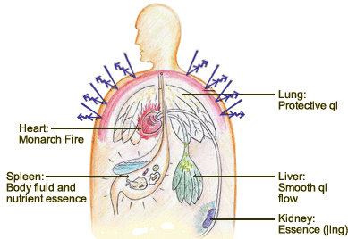 In TCM, healthy energy (zheng qi) refers to the body’s natural resistance against diseases and its repair ability, which is closely associated with the physiological activities of the five zang organs.