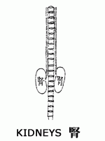 Illustration of TCM kidneys