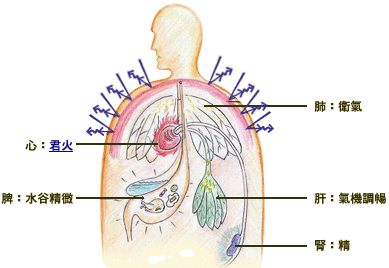 中醫學將人體的整體抗病和修復能力統稱為“正氣”，與五臟功能關係密切。