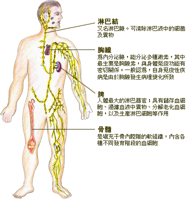 人體免疫器官及作用