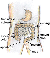 Sections of Large Intestine