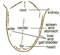 Reflections of tongue surface according to Chinese medicine 