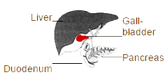 FireShot Capture 25 - Hepatitis _ Definitio_ - http___shen-nong.com_eng_health_hepatitis_define.html