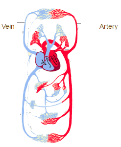 Blood vessel circulation of the body