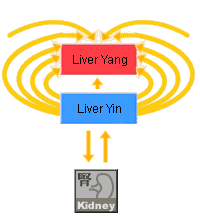 The kidneys can nourish the liver.