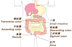 Parts of the colon