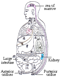 TCM representation of kidney, sea of marrow, anterior & posterior orifices and large intestine.