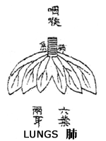 TCM lung