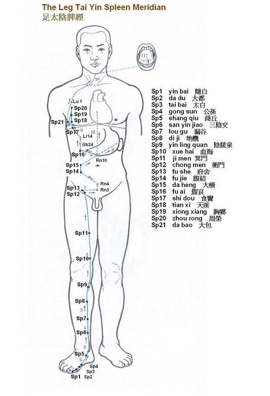 Leg Tai Yin Spleen Meridian