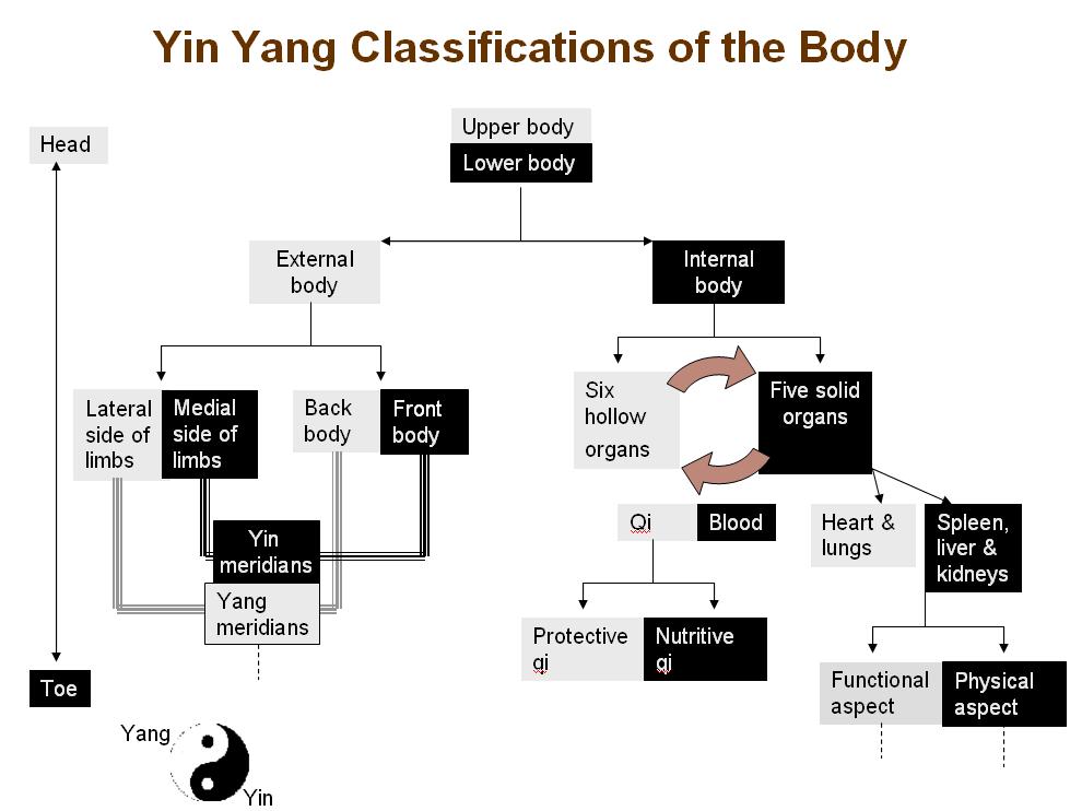 Yin yang classifications of the body structures 