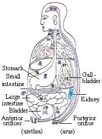 Illustration of zang and fu organs in TCM