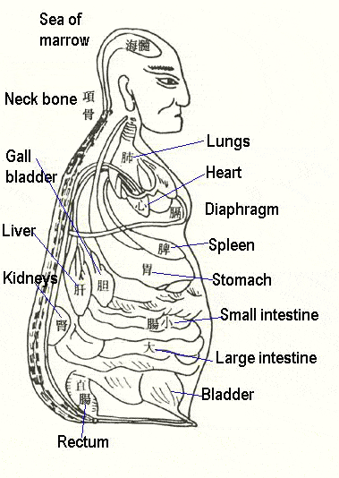 Illustration of TCM internal organs 