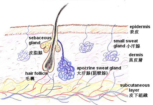 Apocrine sweat gland of the skin