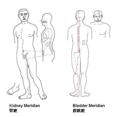 The kidney meridian communicates with the bladder meridian creating a special relationship.