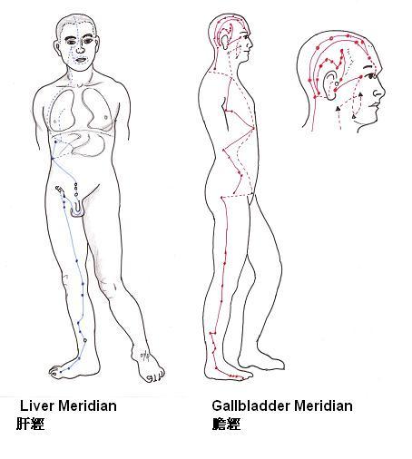 The liver meridian communicates with the gallbladder meridian creating an exterior and interior relationship. The two influence each other closely and have similar symptoms.