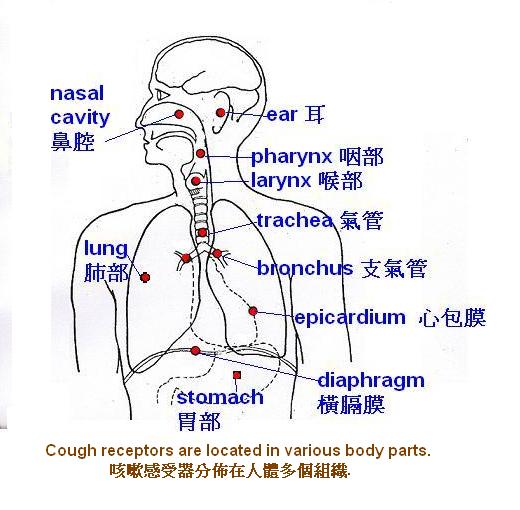 肺呼吸系統以及咳嗽感受器的分佈