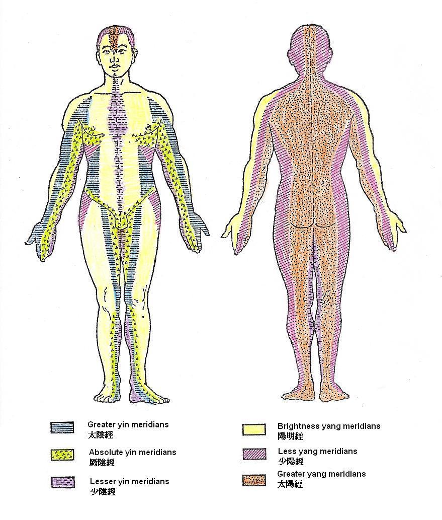 Skin segments dominated by the yin and yang meridians