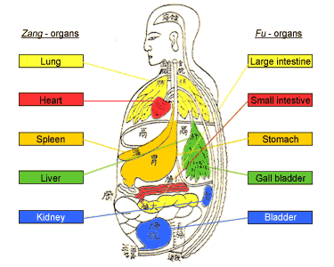Zang-organs & fu-organs in TCM