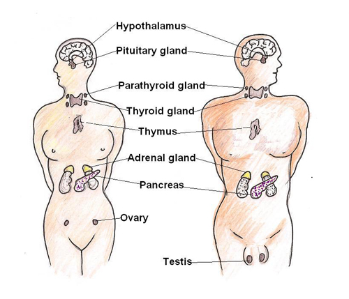 The endocrine glands of the body 