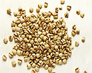 Coix seed is bland and sweet in flavors, cool in energy and tends to move downward and inward.