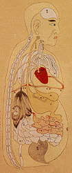 Illustration of TCM organs