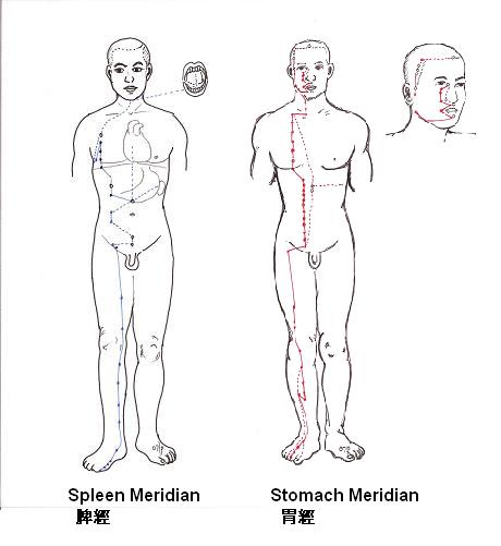 The spleen and stomach meridians are closely communicated and so they can influence each other easily. 