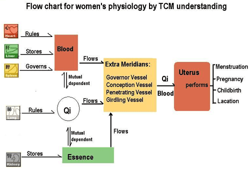 The physiology of woman in Chinese medicine
