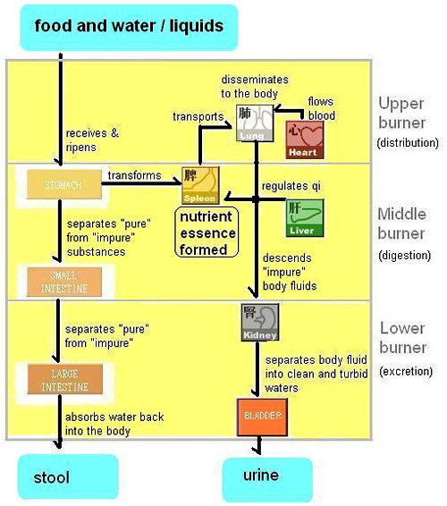 urine-stool-formation-chart