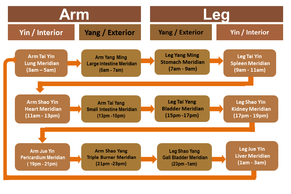 Distribution of Twelve Regular Meridians in Body